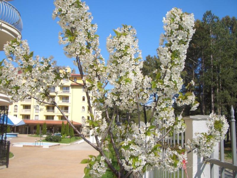 Complex Sunny Dreams Lejlighedshotel Sunny Beach Eksteriør billede